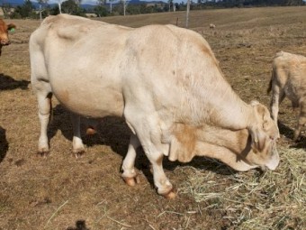 Charbray Bull