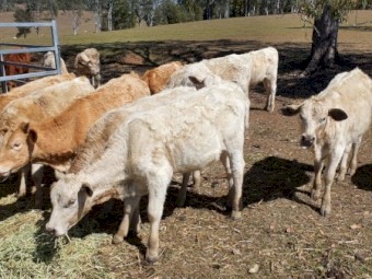 Charbray Bull