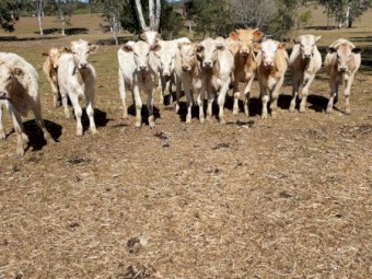 Charbray Bull