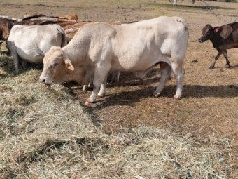 Charbray Bull