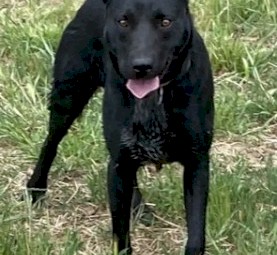 Black Kelpie Male