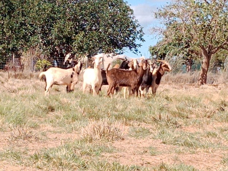 Wethers & bucks