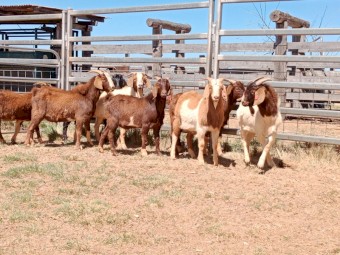 Wethers & bucks
