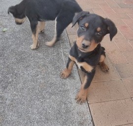 Kelpie Pups must go by 7th October