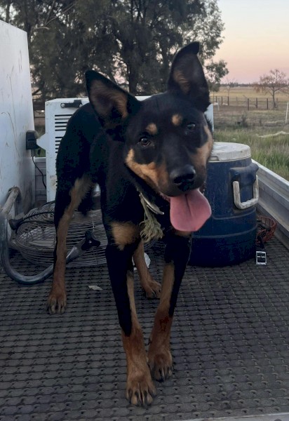 Started B&T Kelpie