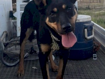 Started B&T Kelpie