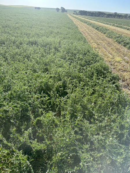 Pure vetch hay