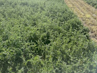 Pure vetch hay