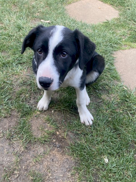 Pedigree border collie 