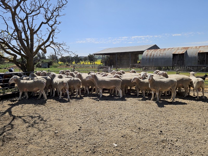 White Suffolk Rams