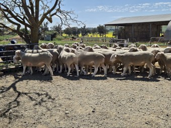 White Suffolk Rams