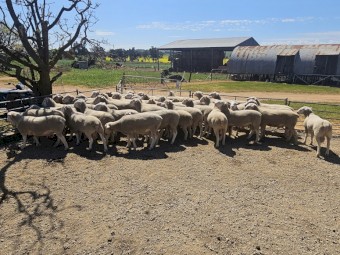 White Suffolk Rams