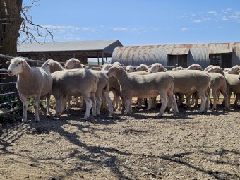 White Suffolk Rams
