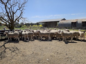 White Suffolk Rams