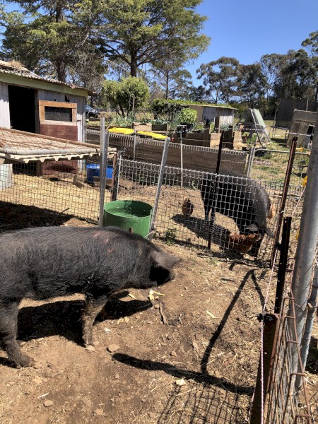 Large boar for sale