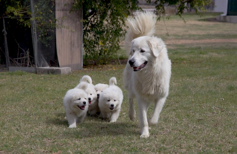 Maremma Pups