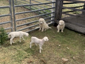 Maremma Pups