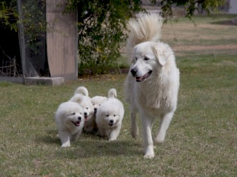 Maremma Pups