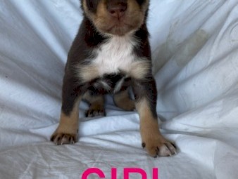 Purebred Kelpie Puppies 