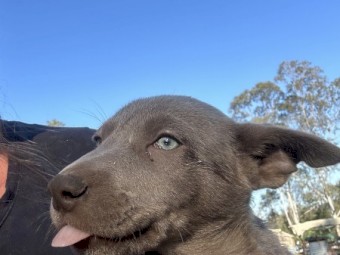 Purebred Kelpie Pups
