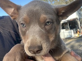 Purebred Kelpie Pups