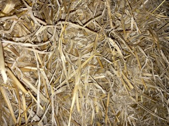 Barley straw Header tailings 