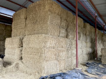 Barley straw Header tailings 