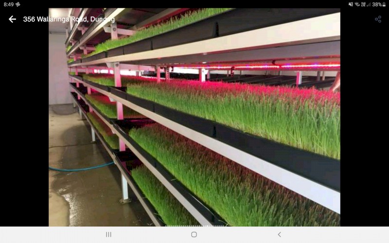WANTED 20mt Barley Seed