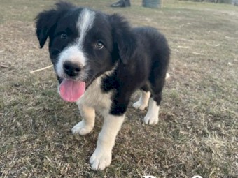 3 male Border Collie pups for sale