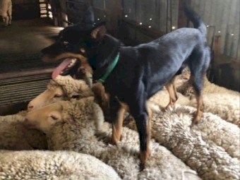 Male Kelpie