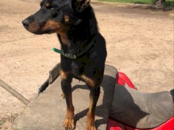 Male Kelpie