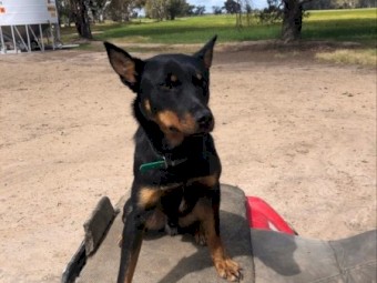 Male Kelpie