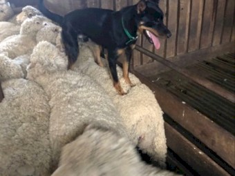Male Kelpie