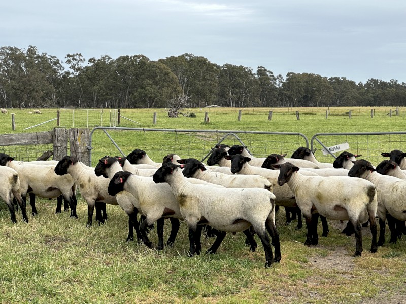 Suffolk Rams