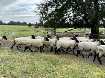 Suffolk Rams
