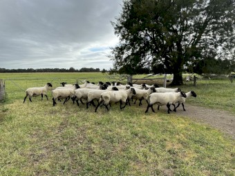 Suffolk Rams
