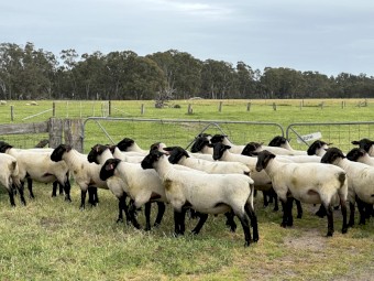 Suffolk Rams