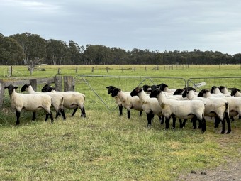 Suffolk Rams