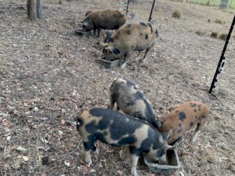 Breeding pair pigs, Tamworth x mini, 12months old