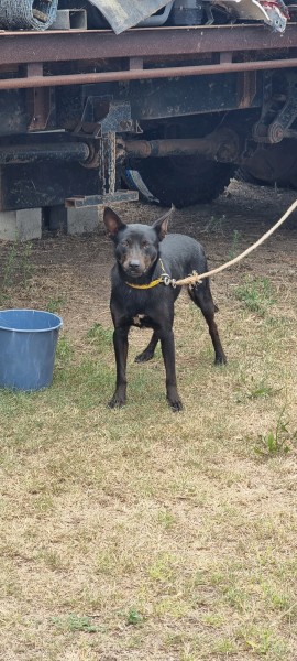 Kelpie X