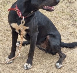 Kelpie X