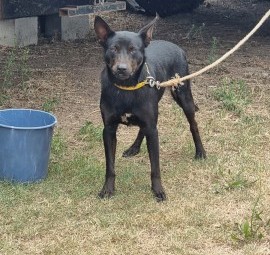 Kelpie X