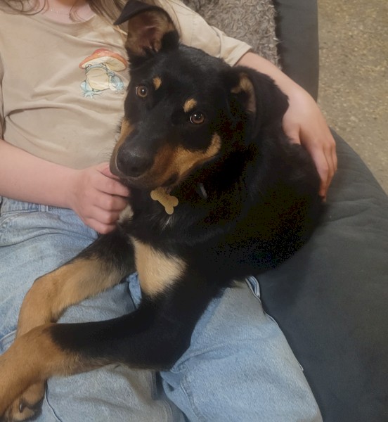 Kelpie pup