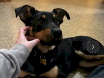 Kelpie pup