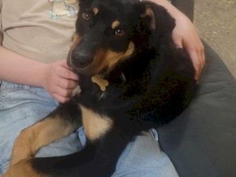 Kelpie pup