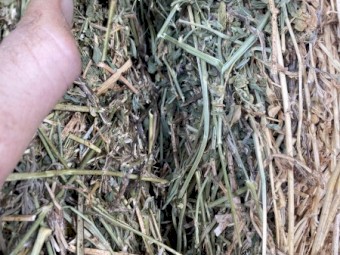 2nd cut Lucerne Hay 
