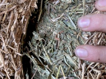 2nd cut Lucerne Hay 