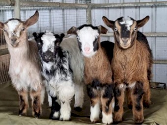 Australian Miniature Goats & Nigerian Dwarf Dairy Goats  