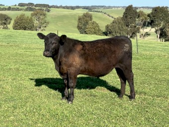 29 angus steers eu accredited 15-16 months
