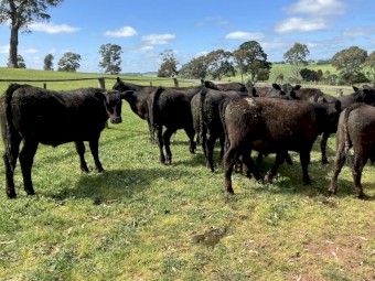 29 angus steers eu accredited 15-16 months